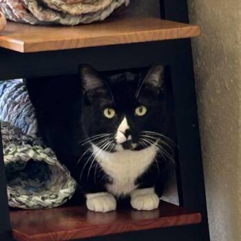 Domestic Short Hair Cats Available for Adoption in Decatur, Illinois - Steinbeck | PetCurious