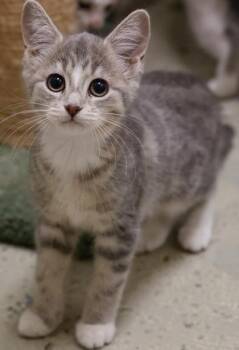 Tala -  Domestic Short Hair Cat for Adoption in Verona, Wisconsin - Tala | PetCurious