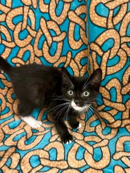 Grady Hendrix -  Domestic Short Hair Cat for Adoption in Newberg, Oregon - Grady Hendrix | PetCurious