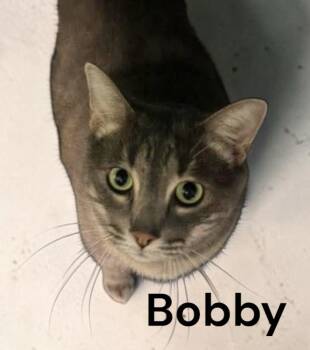 Bobby -  Tabby Cat for Adoption in Weems, Virginia - Bobby | PetCurious