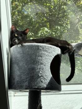 Spiderweb:  Suntiger -  Domestic Short Hair Cat for Adoption - Spiderweb:  Suntiger | PetCurious