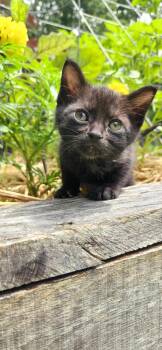 Rescue Domestic Short Hair Cats for Adoption in Marion, North Carolina - Goose | PetCurious