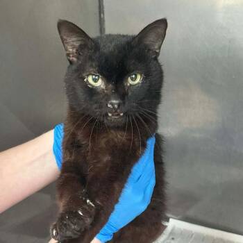 SVAS-Stray-38868 -  Domestic Short Hair and Manx Cat for Adoption in Lyndhurst, Virginia - SVAS-Stray-38868 | PetCurious