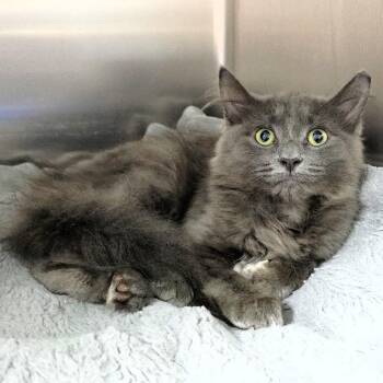 Wolfie -  Domestic Medium Hair Cat for Adoption in Michigan City, Indiana - Wolfie | PetCurious