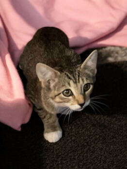 Rescue Domestic Short Hair Cats for Adoption in Champaign, Illinois - Tiger Lily | PetCurious