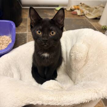Robin -  Domestic Short Hair Cat for Adoption in Fredericton, New Brunswick - Robin | PetCurious