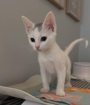 Stamford Baby: Glenbrook -  Domestic Short Hair Cat for Adoption - Stamford Baby: Glenbrook | PetCurious