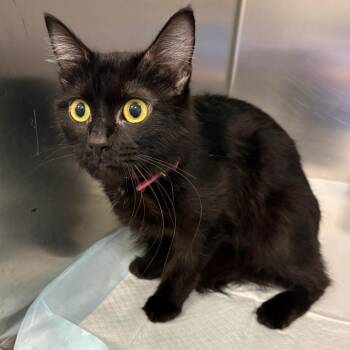 Duckie -  Domestic Medium Hair Cat for Adoption in Greensboro, North Carolina - Duckie | PetCurious