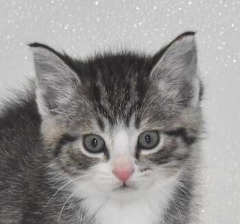 Stimpy -  Domestic Short Hair Cat for Adoption in Springfield, Ohio - Stimpy | PetCurious