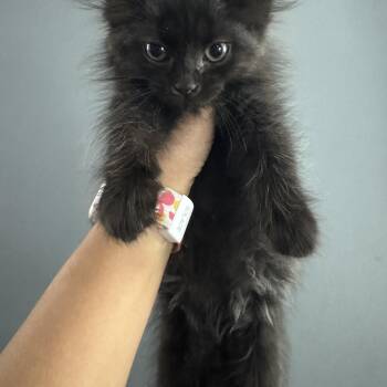 Zev (DCC2 Litter) -  Domestic Long Hair Cat for Adoption in Baltimore, Maryland - Zev (DCC2 Litter) | PetCurious
