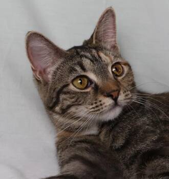 Domestic Short Hair Cats Available for Adoption - Joey | PetCurious