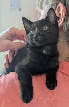 Molly, Otis, and Tiger Family -  Domestic Short Hair Cat for Adoption in Floyd, Virginia - Molly, Otis, And Tiger Family | PetCurious