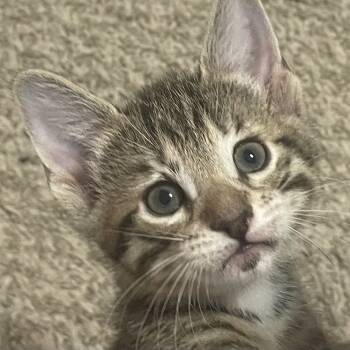 Rescue Domestic Short Hair Cats for Adoption in Austin, Texas - Uno 23 | PetCurious
