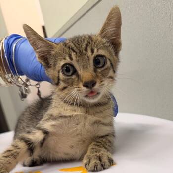 Harrison -  Domestic Short Hair Cat for Adoption in Tampa, Florida - Harrison | PetCurious