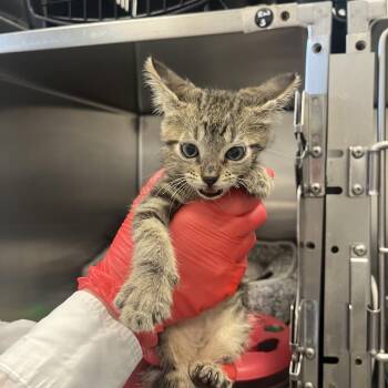 Chimichurri -  Domestic Medium Hair Cat for Adoption in Houston, Texas - Chimichurri | PetCurious