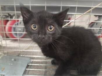 Domestic Short Hair Cats Available for Adoption in Louisville, Kentucky - FLABBERGAST | PetCurious