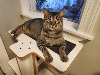 Rescue Domestic Short Hair Cats for Adoption in Bellmawr, New Jersey - Mr. Pickle | PetCurious