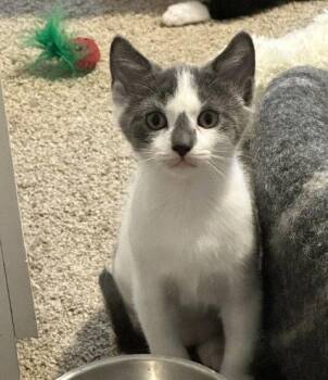 Monty -  American Shorthair Cat for Adoption in Rockville, Maryland - Monty | PetCurious