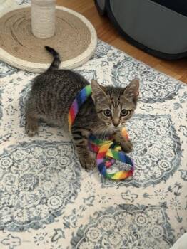 Jessie -  Domestic Medium Hair Cat for Adoption in Chicago, Illinois - Jessie | PetCurious