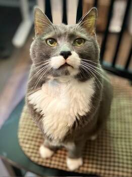 Twig -  Domestic Short Hair Cat for Adoption in Duxbury, Massachusetts - Twig | PetCurious