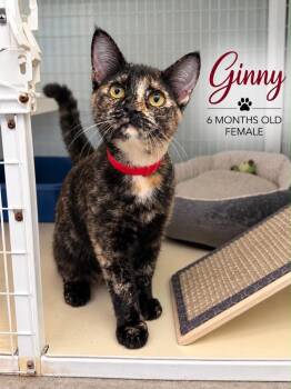 Ginny -  Domestic Short Hair Cat for Adoption in Kingsland, Georgia - Ginny | PetCurious