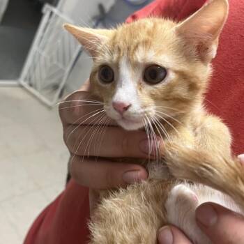 Nanorooney -  Domestic Short Hair Cat for Adoption in Birmingham, Alabama - Nanorooney | PetCurious
