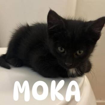 Moka Ontiveros -  Domestic Short Hair Cat for Adoption in Eagle Mountain, Utah - Moka Ontiveros | PetCurious
