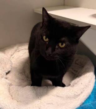 Domestic Short Hair Cats Available for Adoption in Annapolis, Maryland - Shadow Eclipse | PetCurious