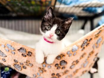 Domestic Short Hair Cats Available for Adoption in Sartell, Minnesota - Dee | PetCurious