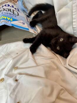 Cheerio -  Bombay Cat for Adoption in Flint Hill, Virginia - Cheerio | PetCurious