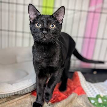 Rescue Domestic Short Hair Cats for Adoption - Allen | PetCurious