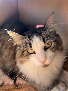 Rescue Domestic Medium Hair Cats for Adoption in Quilcene, Washington - Lark | PetCurious