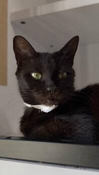26-546 -  Domestic Short Hair Cat for Adoption in Barnesville, Georgia - 26-546 | PetCurious