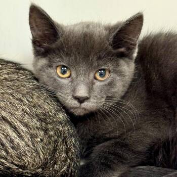 Domestic Short Hair Cats Available for Adoption in Hawthorne, California - Pop | PetCurious
