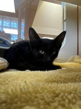 INK -  Domestic Short Hair Cat for Adoption in Thousand Palms, California - INK | PetCurious