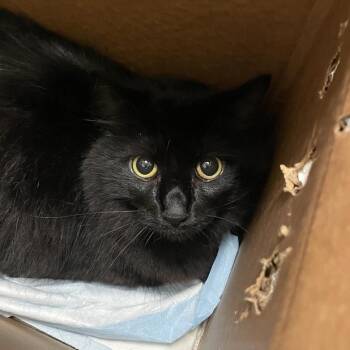 Wolverine -  Domestic Long Hair Cat for Adoption in Chicago, Illinois - Wolverine | PetCurious