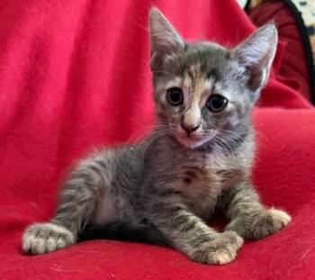 Princess Leia -  Domestic Short Hair and Extra Toes Cat Hemingway Polydactyl Cat for Adoption in St. Augustine, Florida - Princess Leia | PetCurious