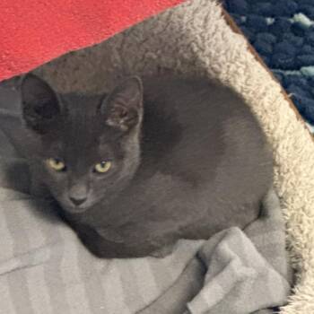 Domestic Short Hair Cats Available for Adoption - Marcona | PetCurious