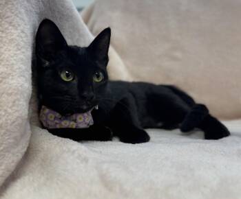 Cafe Con Leche: Lavender -  Bombay and Domestic Short Hair Cat for Adoption in Palo Alto, California - Cafe Con Leche: Lavender | PetCurious