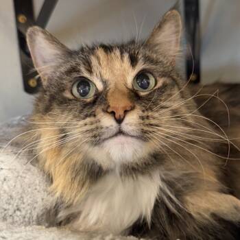 Rescue Domestic Long Hair Cats for Adoption in Tucson, Arizona - Madam Fluffy Beans | PetCurious