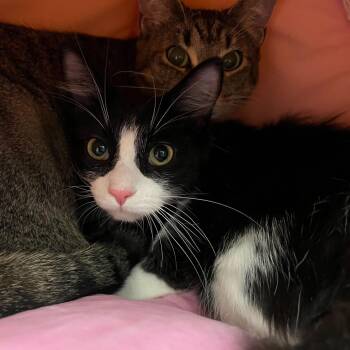 Domestic Medium Hair Cats Available for Adoption in Abbotsford, British Columbia - Barrel | PetCurious