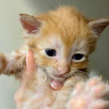 Tristen -  Domestic Short Hair Cat for Adoption in Cincinnati, Ohio - Tristen | PetCurious