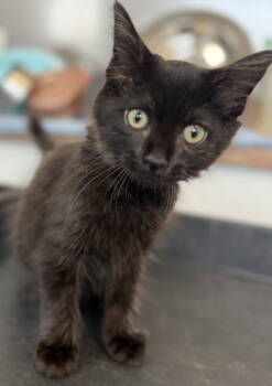 Rescue Domestic Medium Hair Cats for Adoption in Sanford, Florida - Smudge | PetCurious