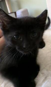 Insurance Fraud -  Domestic Short Hair Cat for Adoption in Trenton, New Jersey - Insurance Fraud | PetCurious