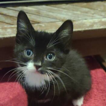 Roxana (Xavier kitten 1) -  Domestic Short Hair Cat for Adoption in Westport, Connecticut - Roxana (Xavier Kitten 1) | PetCurious