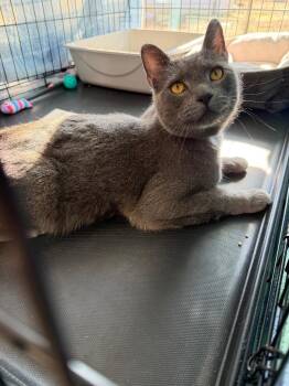 Domestic Short Hair Cats Available for Adoption in Glenfield, New York - Benji | PetCurious