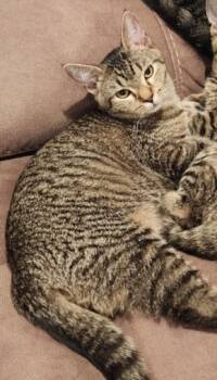 Rescue Domestic Short Hair Cats for Adoption in Hagerstown, Maryland - BOSTON CREAM PIE | PetCurious