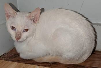 Siamese and Domestic Short Hair Cats Available for Adoption - White Oak 3.11.25 | PetCurious