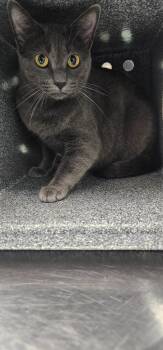 Ekko -  Domestic Short Hair Cat for Adoption in Athens, Tennessee - Ekko | PetCurious