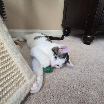 The Amazing Bob -  Domestic Short Hair Cat for Adoption in Fredericksburg, Virginia - The Amazing Bob | PetCurious